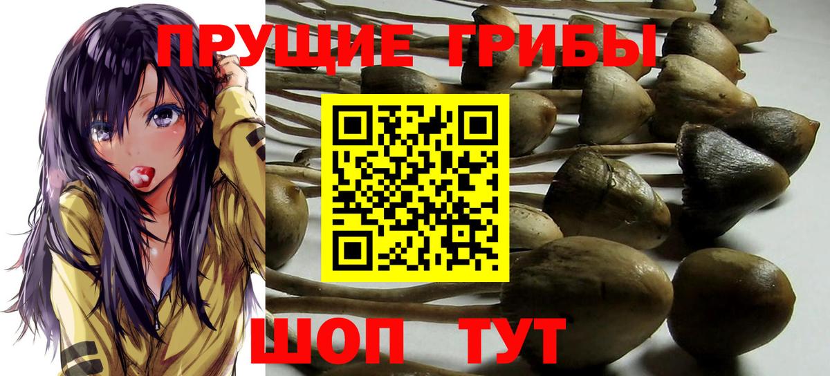Псилоцибиновые грибы Cubensis Коломна